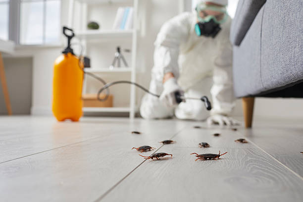 Commercial Rodent Management in Compton